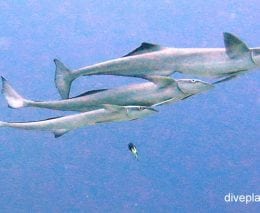 Remora slender suckerfish echeneis naucrates fij