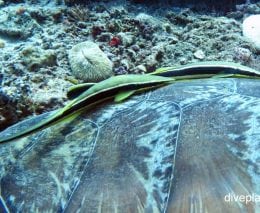 Remora slender suckerfish echeneis naucrates gil