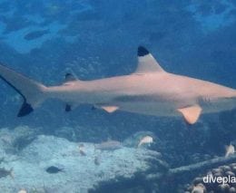 Requiem shark blacktip reef shark carcharhinus melanopterus cki