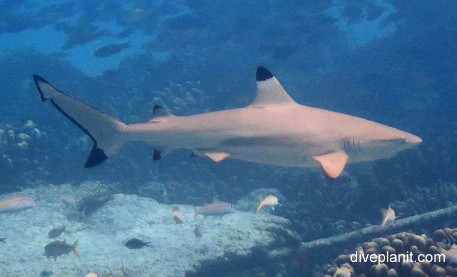 Requiem shark blacktip reef shark carcharhinus melanopterus cki