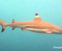 Requiem shark blacktip reef shark carcharhinus melanopterus upi