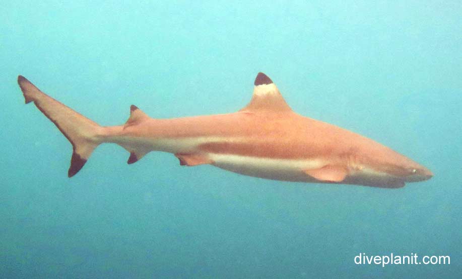 Requiem shark blacktip reef shark carcharhinus melanopterus upi