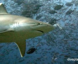 Requiem shark bull shark carcharhinus leucas fij