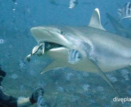 Requiem shark bull shark carcharhinus leucas fij