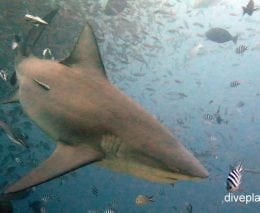 Requiem shark bull shark carcharhinus leucas fij