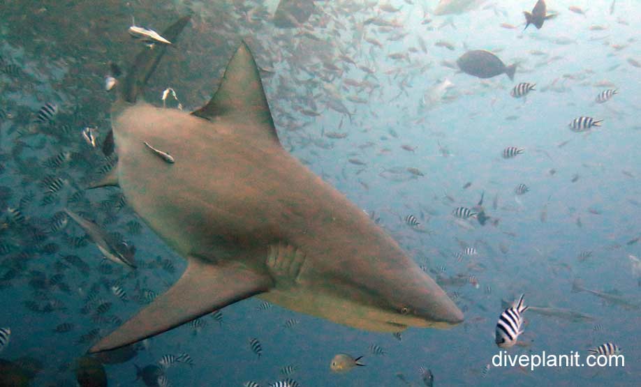 Requiem shark bull shark carcharhinus leucas fij