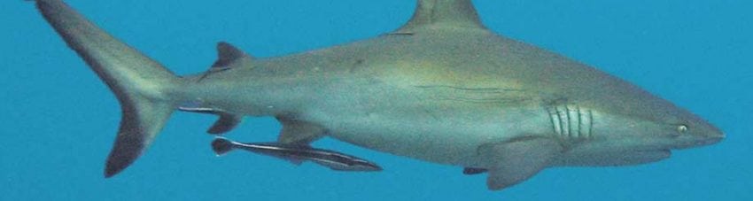 Grey Reef Shark