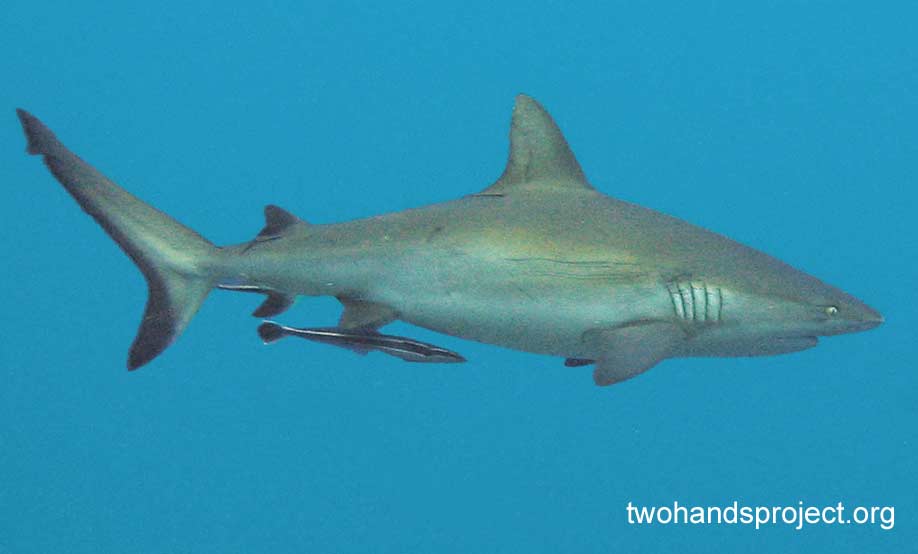 Requiem shark grey reef shark carcharhinus amblyrhynchos aus hp