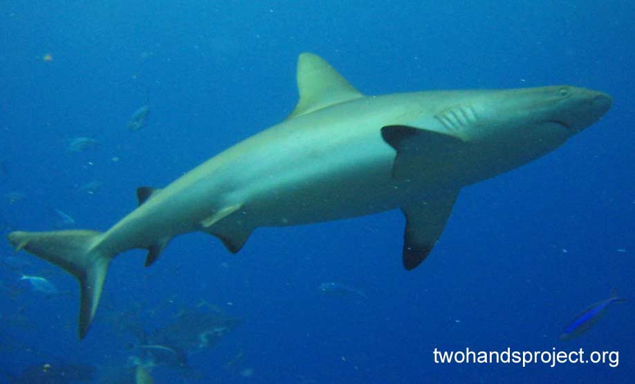 Requiem shark grey reef shark carcharhinus amblyrhynchos aus hp