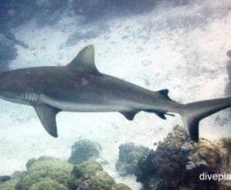 Requiem shark grey reef shark carcharhinus amblyrhynchos pal