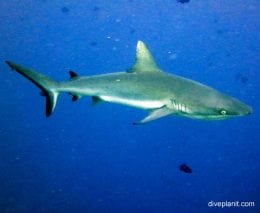 Requiem shark grey reef shark carcharhinus amblyrhynchos pal poster