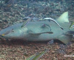 Requiem shark sicklefin lemon shark negaprion acutidens fij