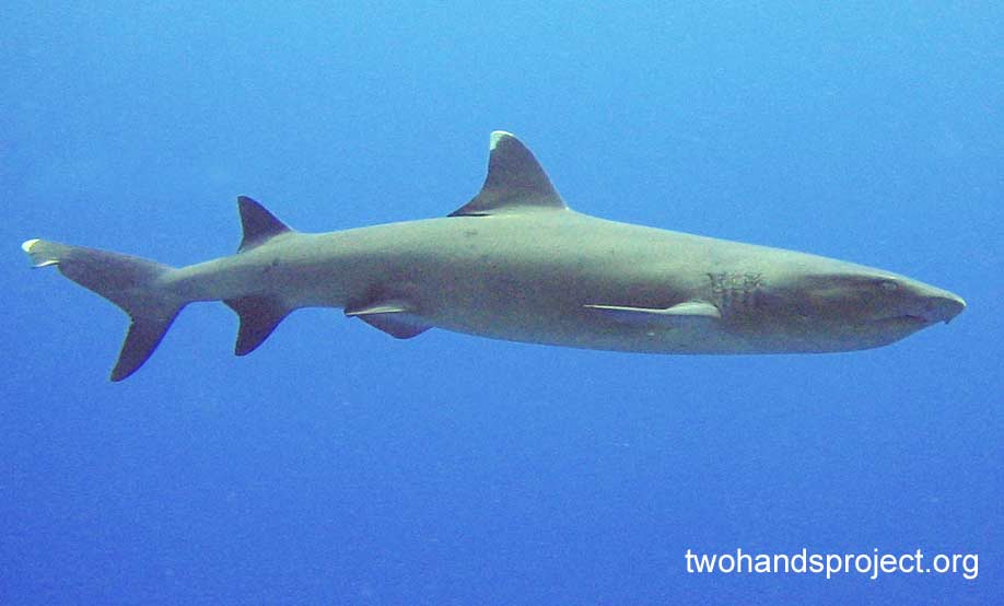 Requiem shark whitetip reef shark triaenodon obesus ukn hp