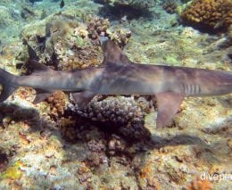 Requiem shark whitetip reef shark triaenodon obesus pal