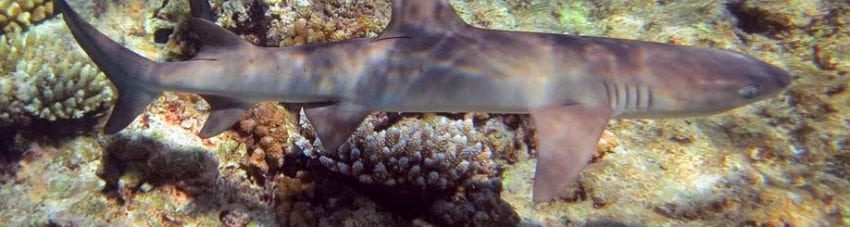 Whitetip Reef shark