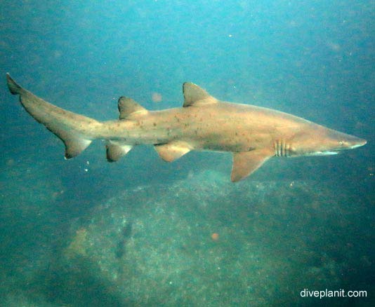Sand tiger shark grey nurse shark carcharius taurus nsw poster