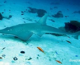 Sharkfin guitarfish white spotted guitarfish rhynchobatus australiae lei