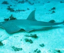 Sharkfin guitarfish white spotted guitarfish rhynchobatus australiae lei