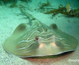 Shovelnose ray eastern fiddler ray trygonorrhina fasciata nsw