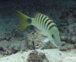 Snapper black banded snapper lutjanus semicinctus upi