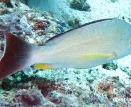 Snapper black tail snapper lutjanus fulvus gil