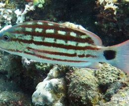 Snapper checkered snapper lutjanus decussatus bal