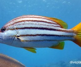 Snapper spanish flag snapper lutjanus carponotatus gbr