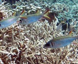 Squirrelfish clearfin squirrelfish neoniphon argenteus thl