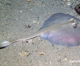 Stingarees common stingaree trygonoptera testacea nsw