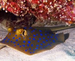 Stingray blue spotted ray taeniura lymma upi