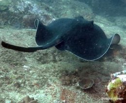 Stingray bull ray dasyatis brevicaudata nsw poster