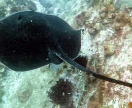 Stingray bull ray dasyatis brevicaudata nsw