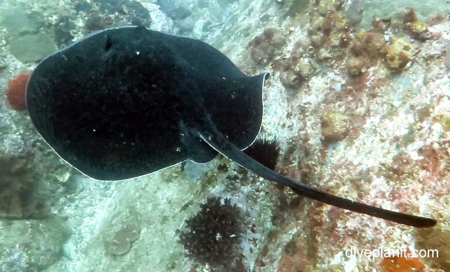 Stingray bull ray dasyatis brevicaudata nsw