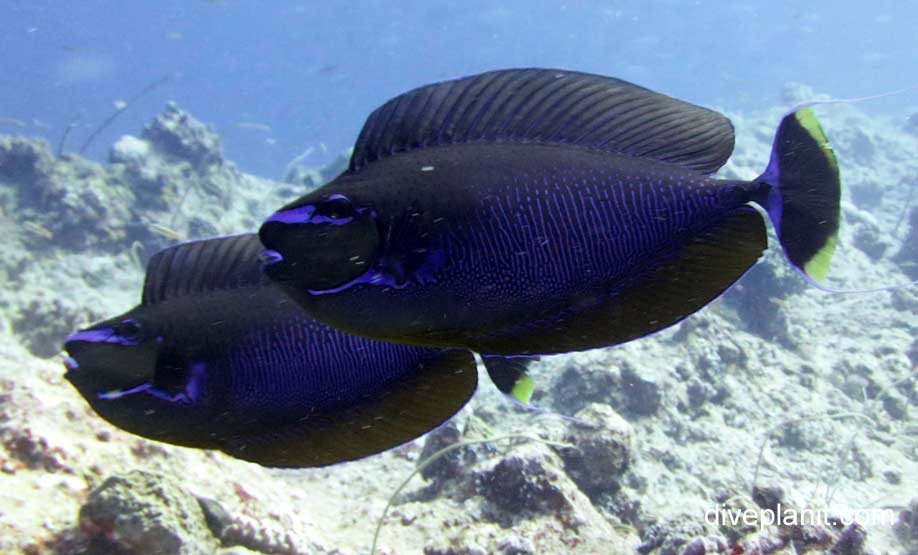 Surgeonfish bignose unicornfish naso vlamingii pal blue phase