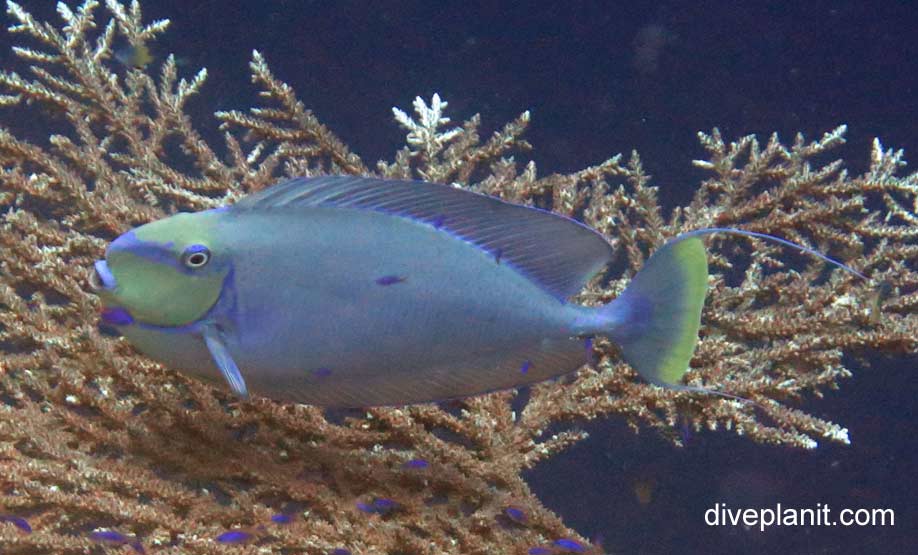 Surgeonfish bignose unicornfish naso vlamingii upi