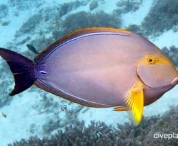 Surgeonfish eye stripe surgeonfish acanthurus dussumieri lei