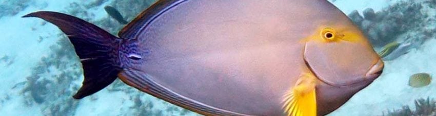 Eye-stripe Surgeonfish