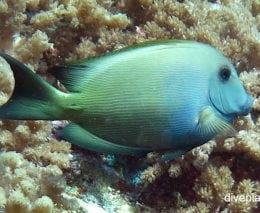 Surgeonfish lined bristletooth ctenchaetus striatus thl