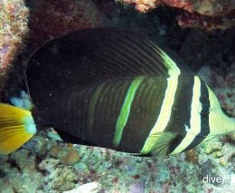 Surgeonfish pacific sailfin tang zebrasoma veliferum gbr