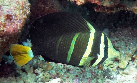 Pacific Sailfin Tang (zebrasoma Veliferum) Upi