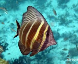 Surgeonfish pacific sailfin tang zebrasoma veliferum upi