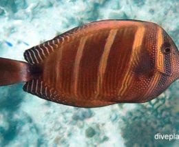 Surgeonfish pacific sailfin tang zebrasoma veliferum upi