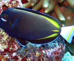 Surgeonfish velvet surgeonfish acanthurus nigricans bal