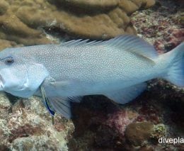 Sweetlips giant sweetlips plectorhinchus obscurus gbr