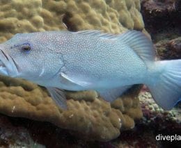 Sweetlips giant sweetlips plectorhinchus obscurus gbr