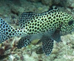 Sweetlips indonesian sweetlips diagramma melanacrum upi