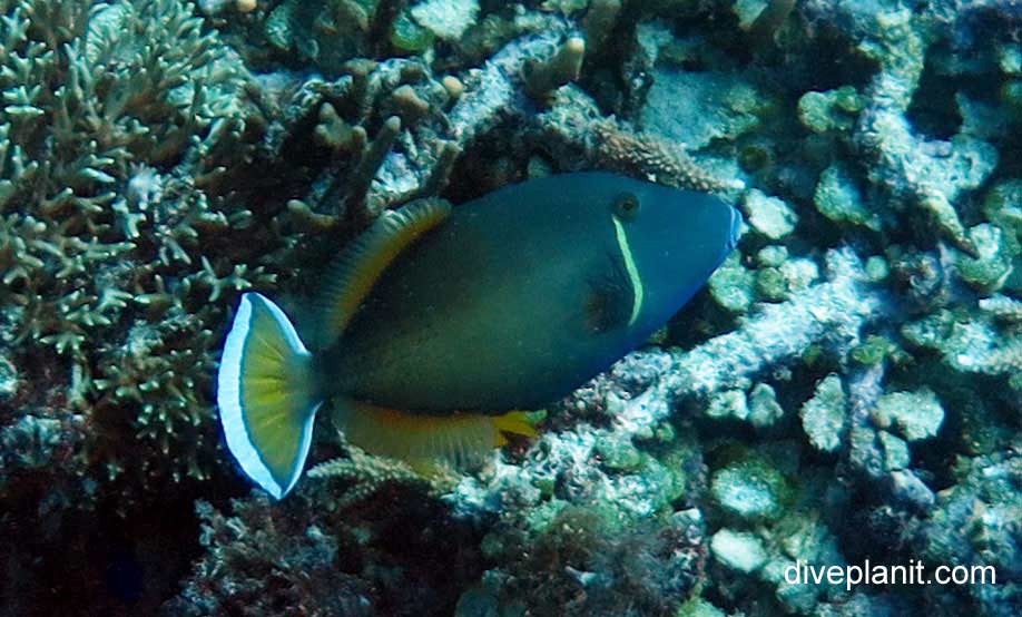 Triggerfish flagtail triggerfish sufflammen chrysopterus her
