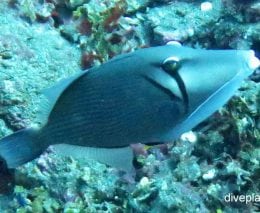 Triggerfish scythe triggerfish sufflammen bursa bal