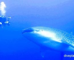 Whale shark whale shark rhincondon typus ci v