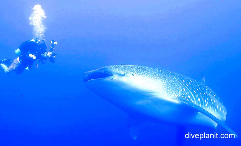 Whale shark whale shark rhincondon typus ci v